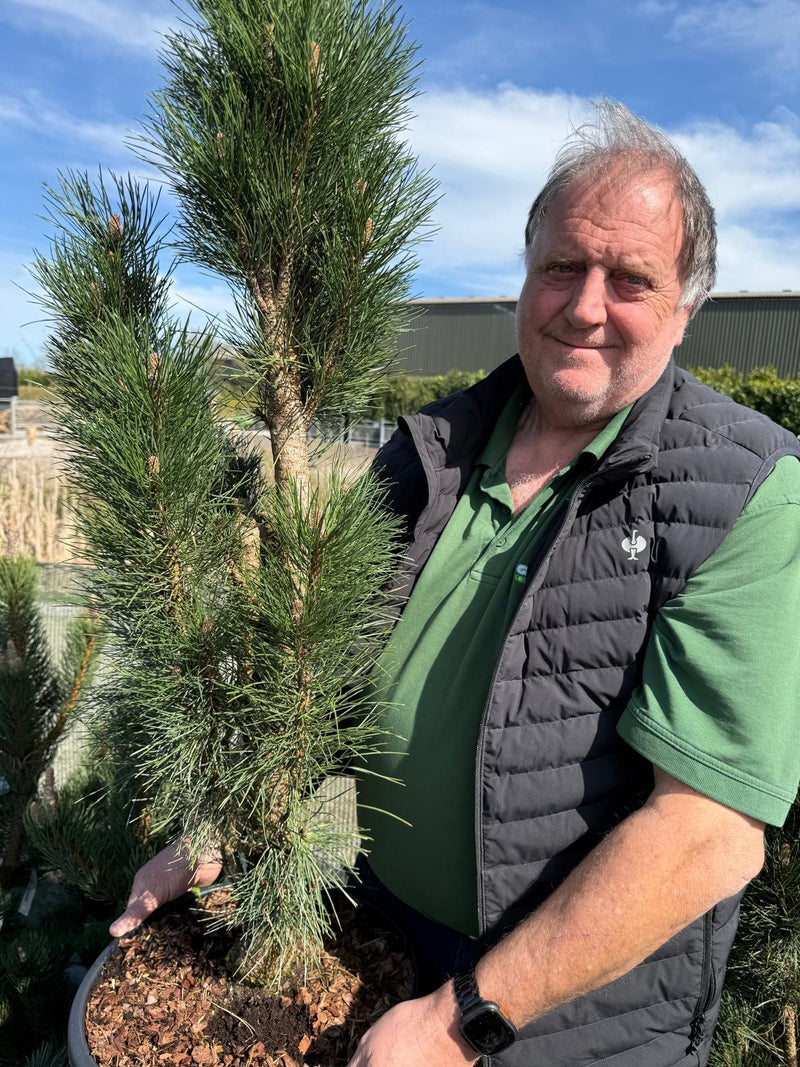 Pinus Nigra Green Tower 20/30 Litre Pot