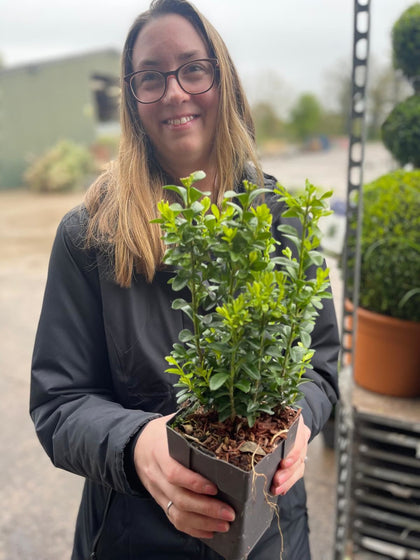 Box Hedging 13cm Pot