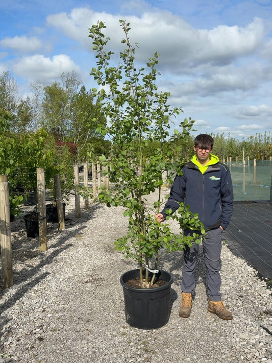 Alnus Incana Multi Stem 175/200cm