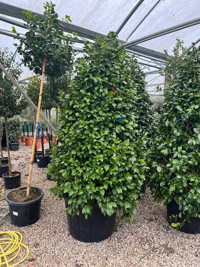 Camellia Japonica Black Lace Huge Specimen Size