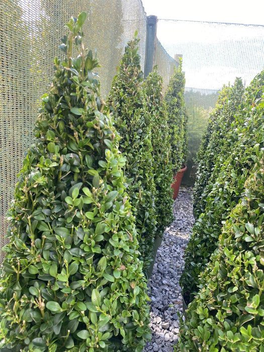 Buxus Cone 5 Litre Pot 50/60cm