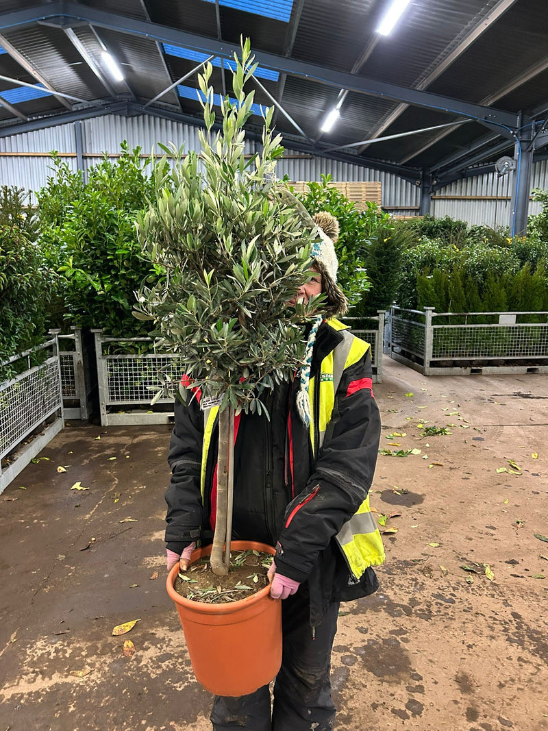 Olea Europea - Olive 1/4 Standard 26cm Pot 50cm Stem
