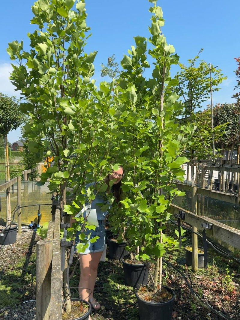 Liriodendron tulipifera Fastigiatum 30 Litre Pot