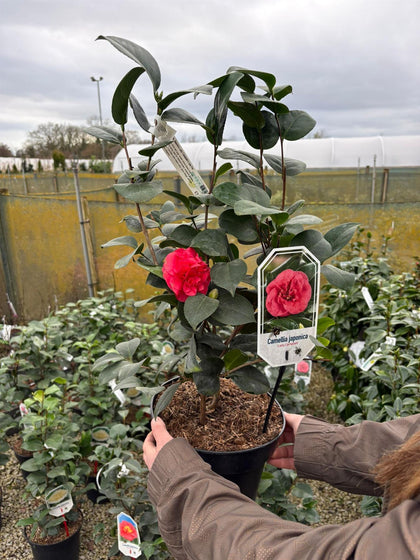 Camellia Japonica Lady Campbell 5 Litre Pot
