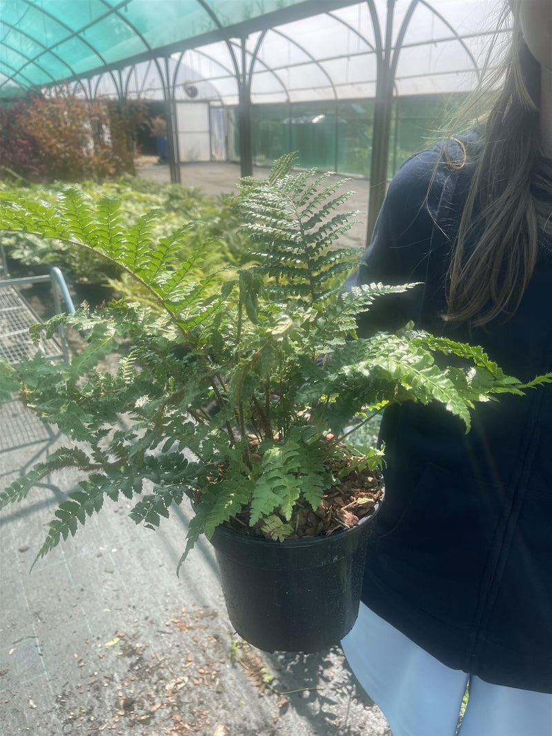 Polystichum Polyblepharem 3 Litre Pot