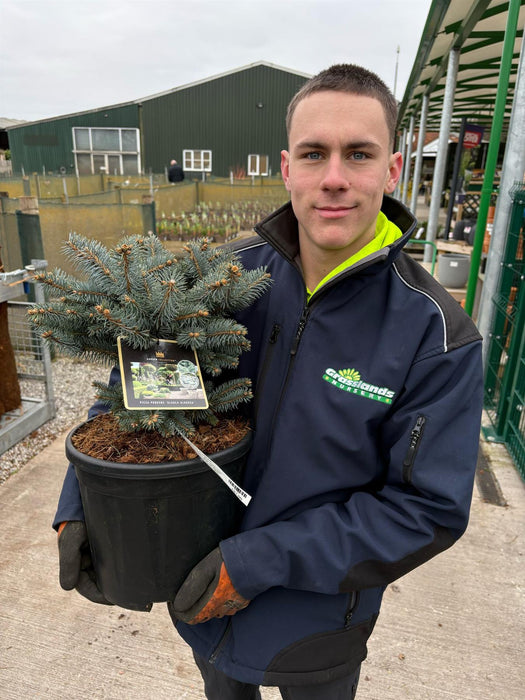 Picea Pungens Glauca Globosa 11 Litre Pot