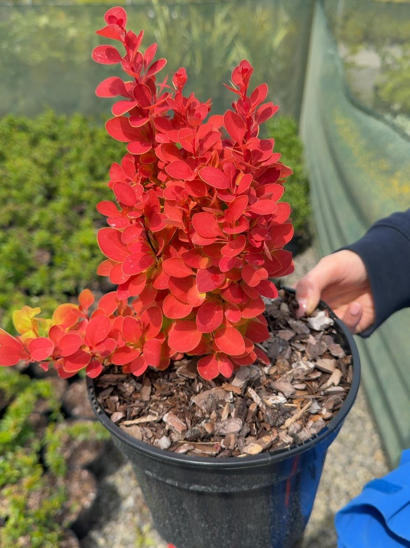 Berberis thunbergii 'Orange Ice' - Japanese Barberry 3 Litre Pot