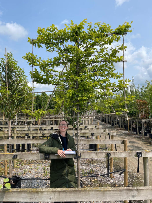 Carpinus Betulus Pleached Std 150 Stem With 150x150 Frame