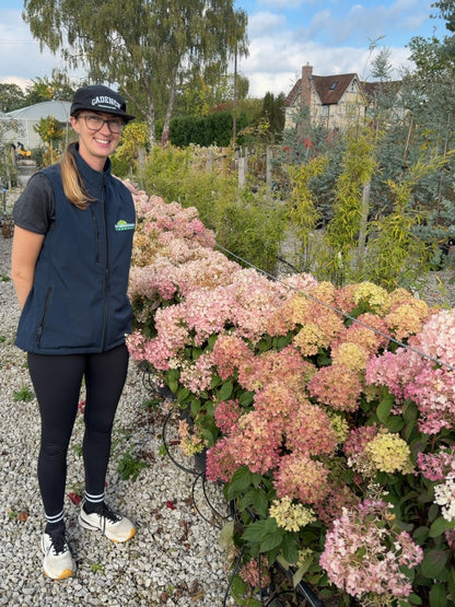 Hydrangea Paniculata Bobo 20 Litre Pot 70-80cm