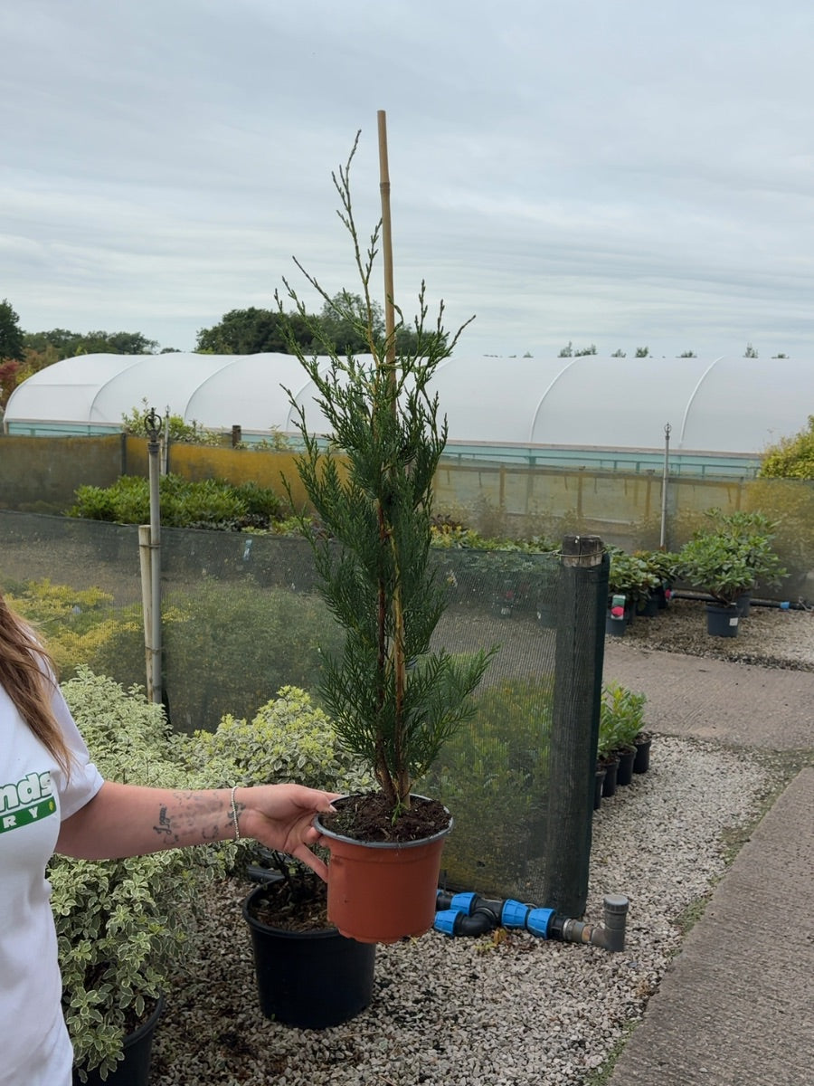 Cupressus Leylandii 2 Litre Pot