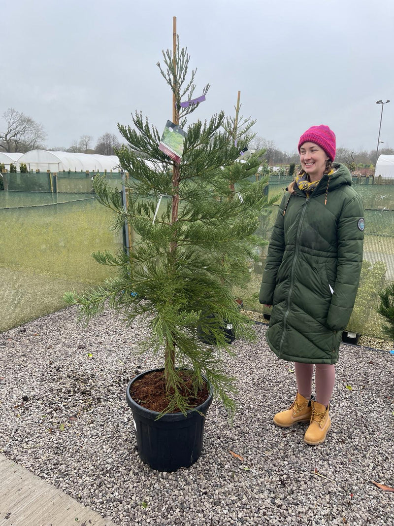 Sequoiadendron Giganteum 45 Litre Pot