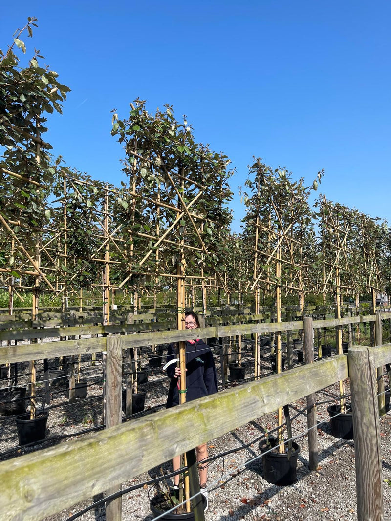 Elaeagnus Ebbingei Pleached 180 Stem 120x120 Rootballed Delivery Feb/Mar