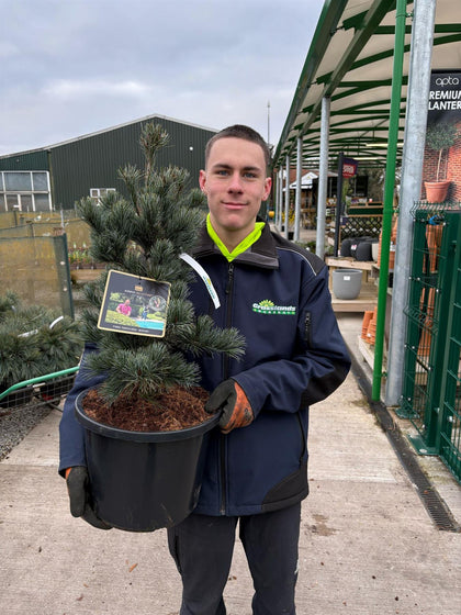 Pinus Parviflora Negishi 12 Litre Pot