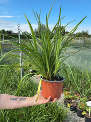 Liriope Muscari Big Blue 2 Litre Pot