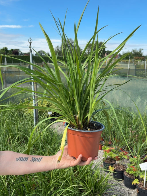 Liriope Muscari Big Blue 2 Litre Pot