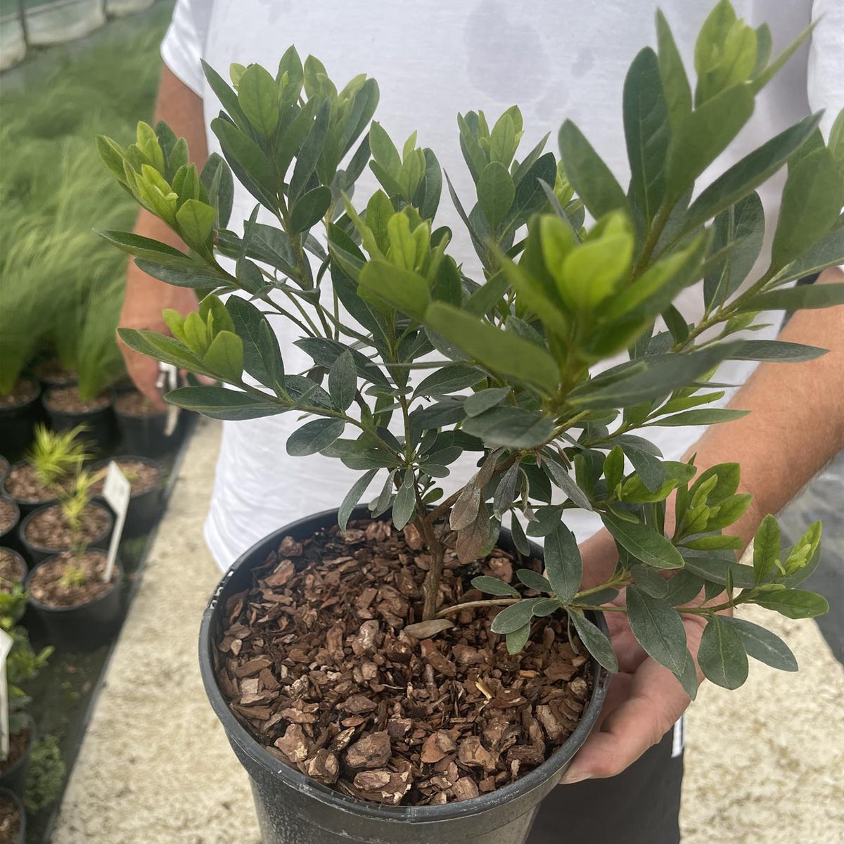 Azalea Japonica Orange Beauty 3 Litre Pot — Grasslands Nursery