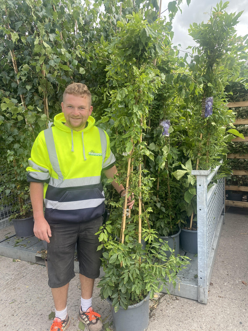 Wisteria Sinensis 15 Litre Pot 200cm