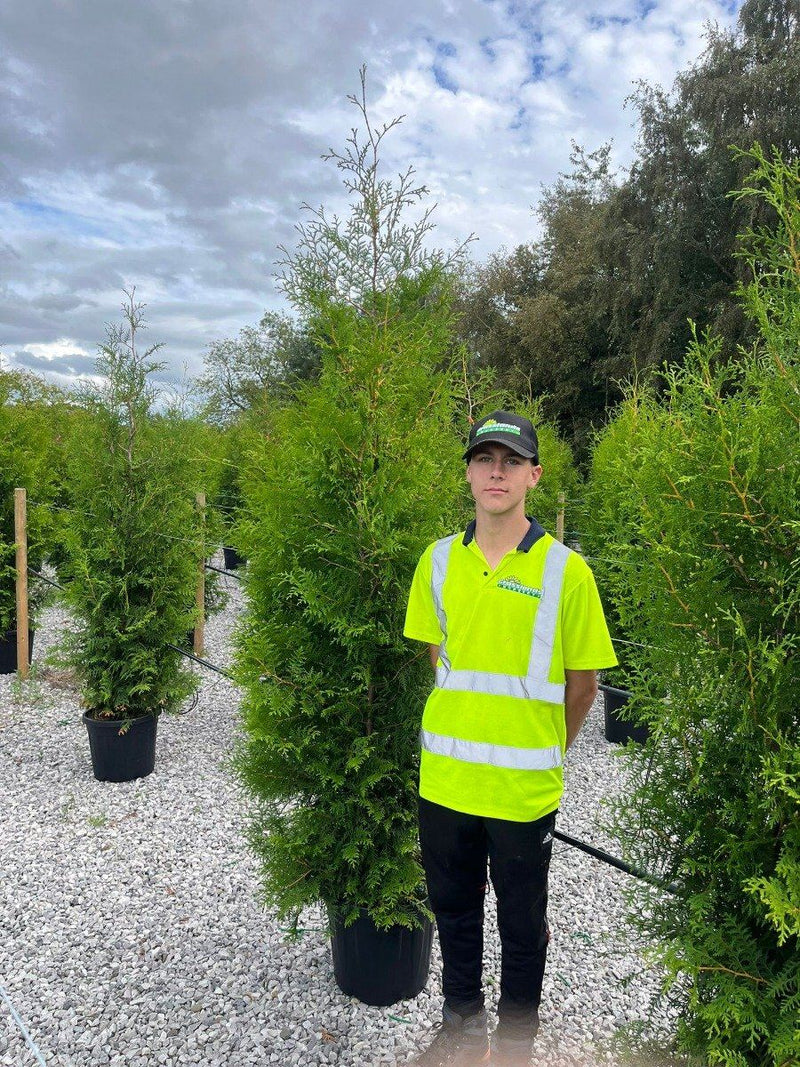 Thuja Brabant 190/200 cm 30 Litre Pot — Grasslands Nursery