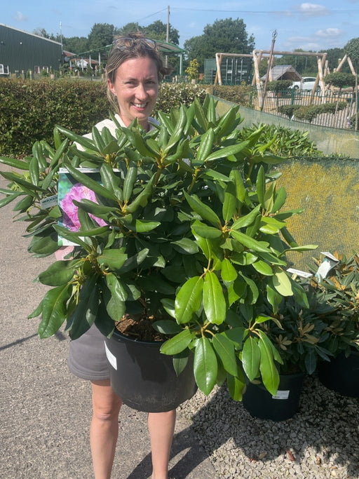 Rhododendron Hyb Catawbiense Grandiflorum 20 Litre Pot