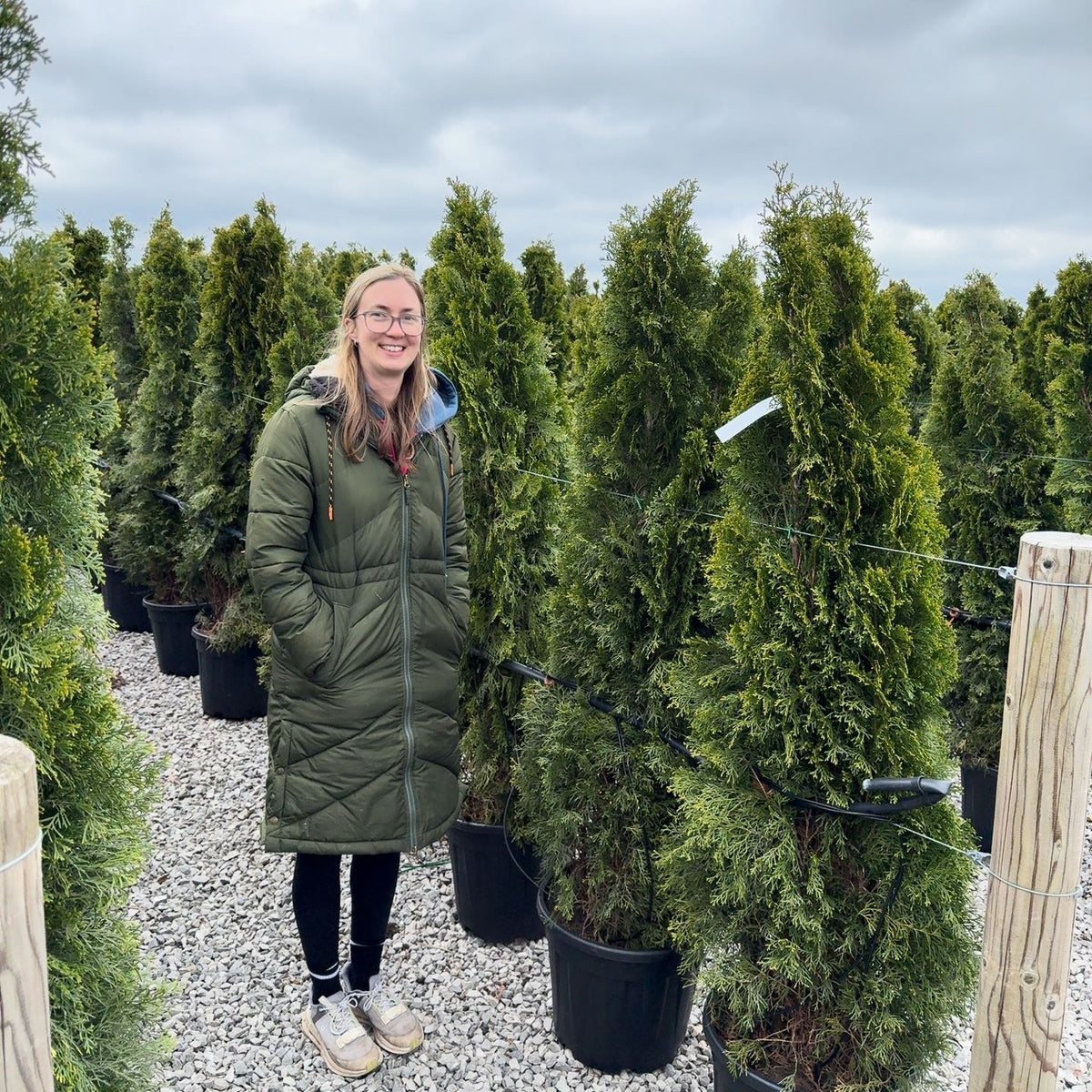 Thuja Emerald160/180cm Order For Delivery From June — Grasslands Nursery