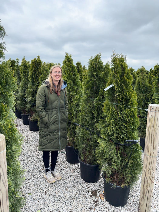 Thuja Emerald160/180cm Order For Delivery From June