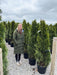 Thuja Emerald160/180cm Order For Delivery From June