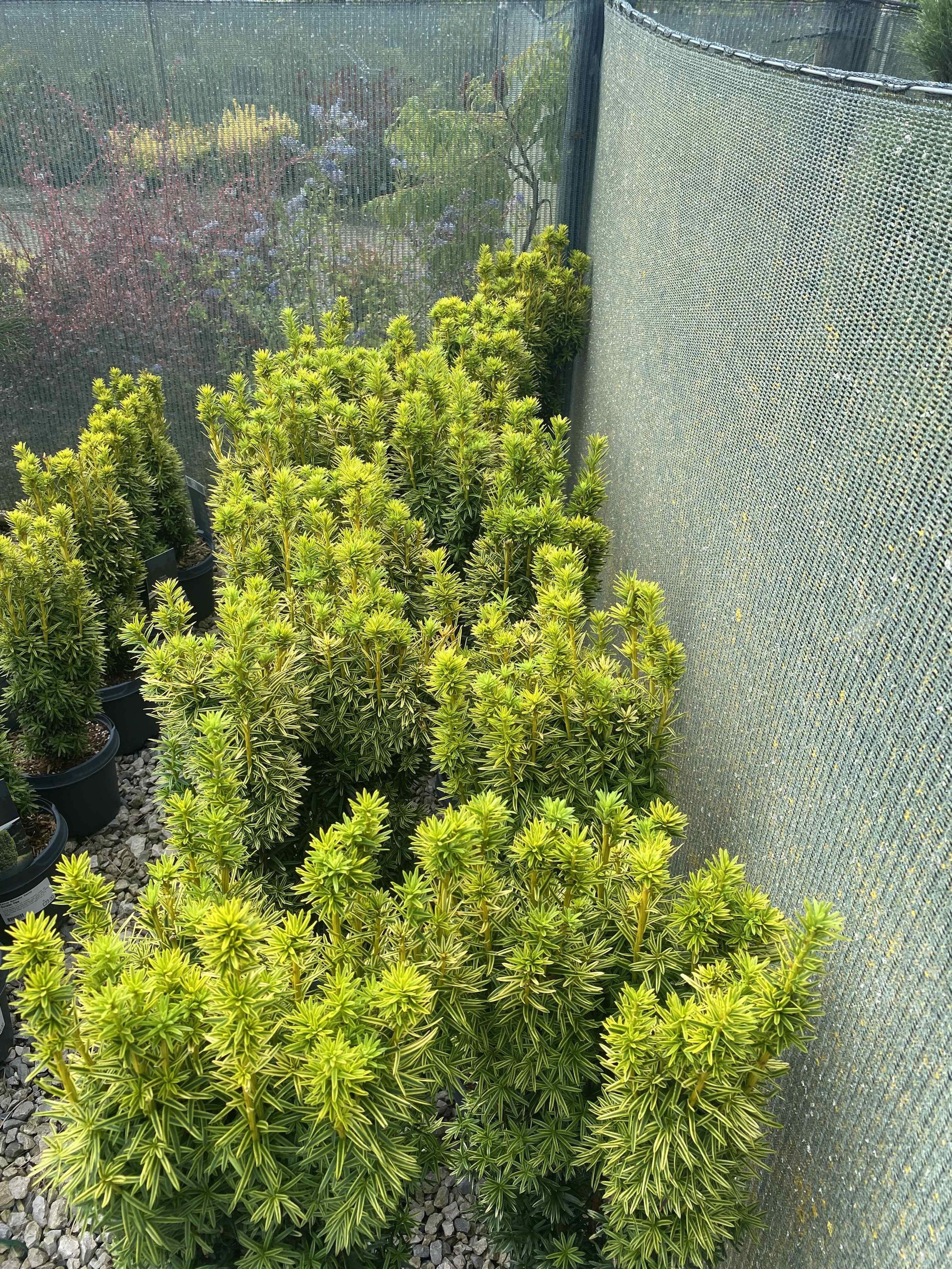 Exakta Obscurities GARY CULLEN エクサクタ Yew Baccata David 5 Litre Pot 40-50cm — Grasslands Nursery