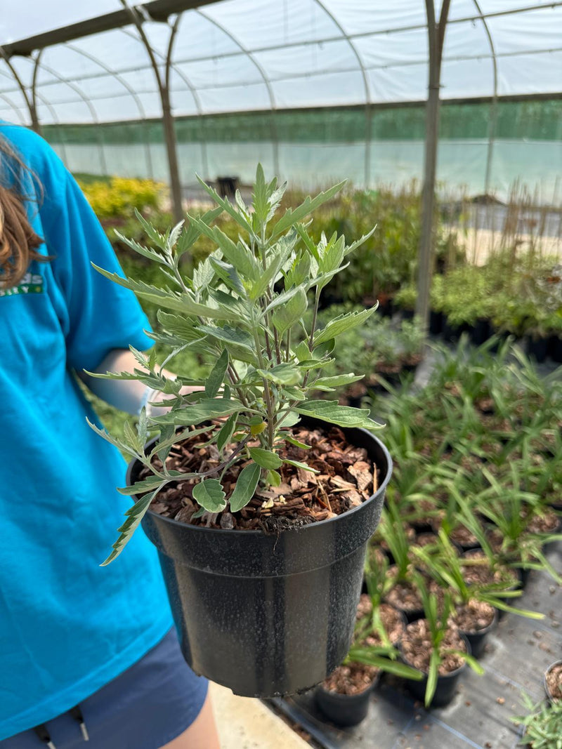 Caryopteris clandonensis Sterling Silver - 3 Litre Pot