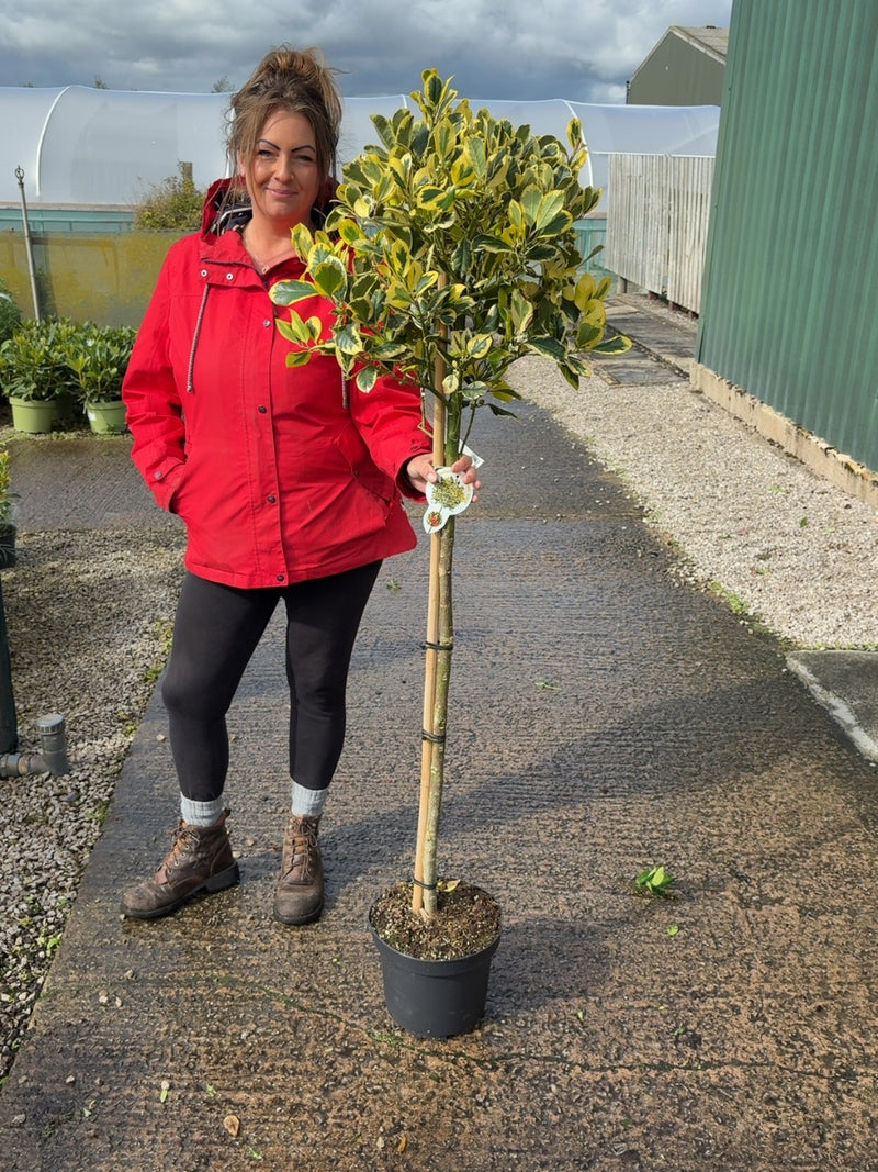 Ilex Meserveae Golden King 1/2 Standard 7.5 Litre Pot