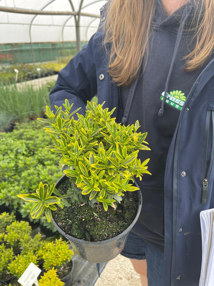 Euonymus Japonicus Microph. Aureovariegatus 3 Litre Pot