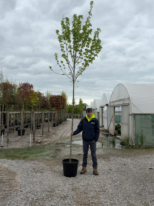 Acer Freemanii Heavy Std 10-12cm Girth Pot Growing Ready-Pre-Order June
