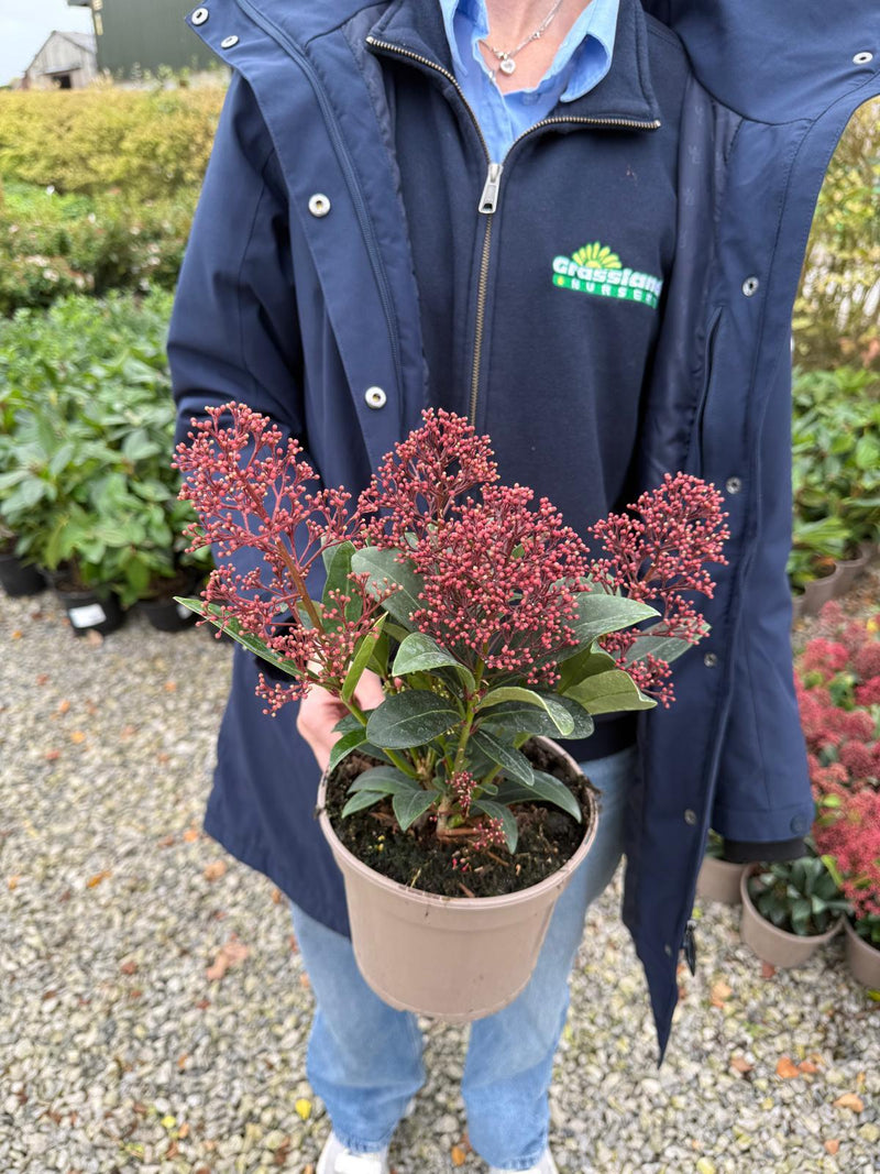 Skimmia Japonica Rubella 2 Litre Pot