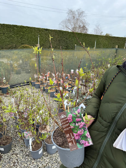 Deutzia Tourbillion Rouge 4.5 Litre Pot