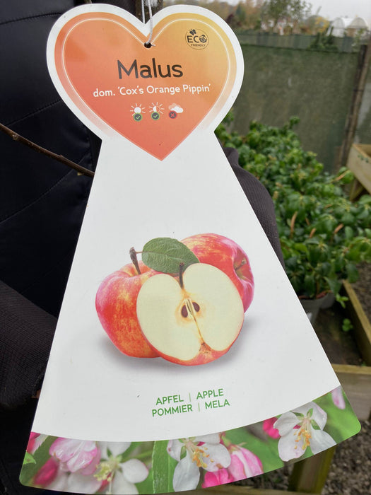 Apple Cox's Orange Pippin 7.5 Litre Fan Trained