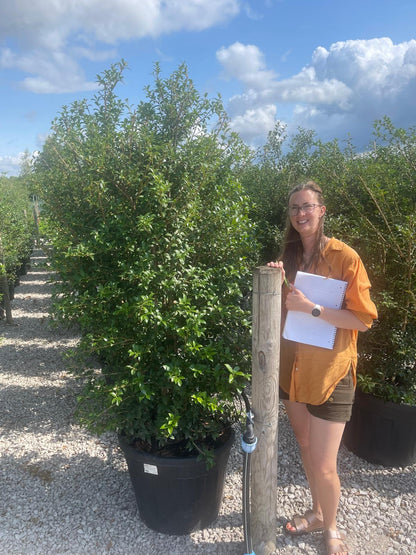 Osmanthus Burkwoodii Specimen 170/190cm