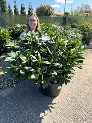 Rhododendron Hybrid Cunninghams White 25 Litre Pot 90-100cm Wide