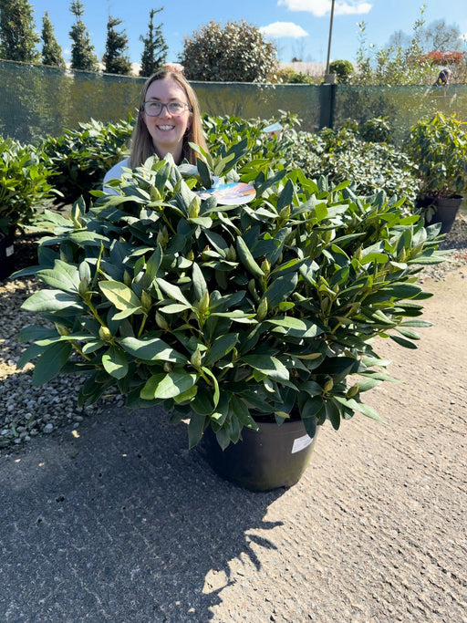 Rhododendron Hybrid Cunninghams White 25 Litre Pot 90-100cm Wide