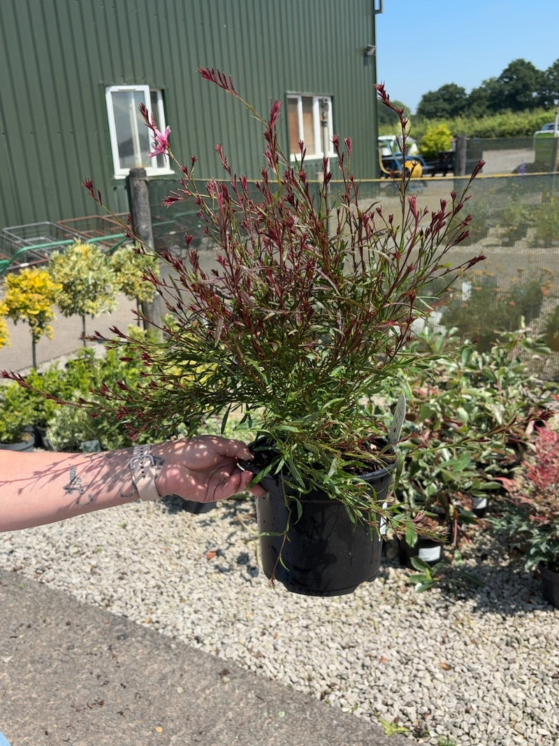 Gaura Passionate Blush 3 Litre Pot