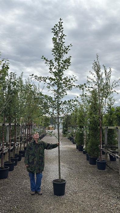 Alnus Glutinosa 8-10 Girth Heavy Std Tree Rootballed