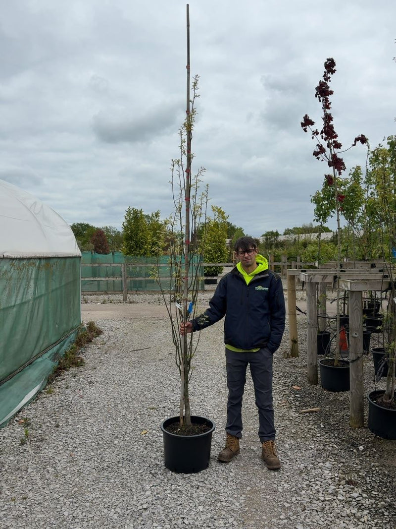 Quercus Green Pillar Standard 6-8cm Girth