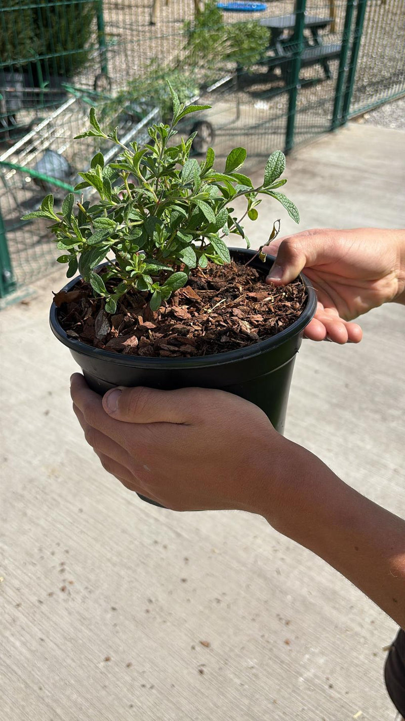 Cistus Thrive 3 Litre Pot