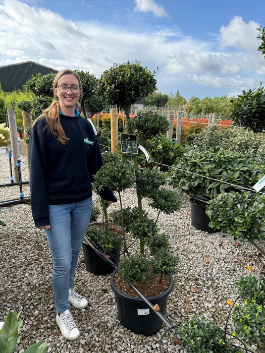 Ilex Crenata Mutchagara Bonsai 35 Litre Pot120/130cm