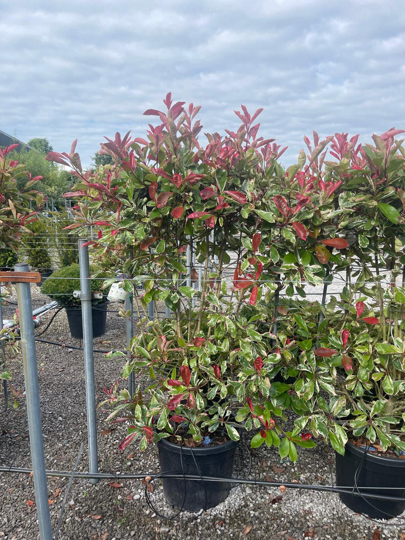 Photinia x fraseri Pink Marble Pleached Panel 120cm High x 80cm Wide Seconds