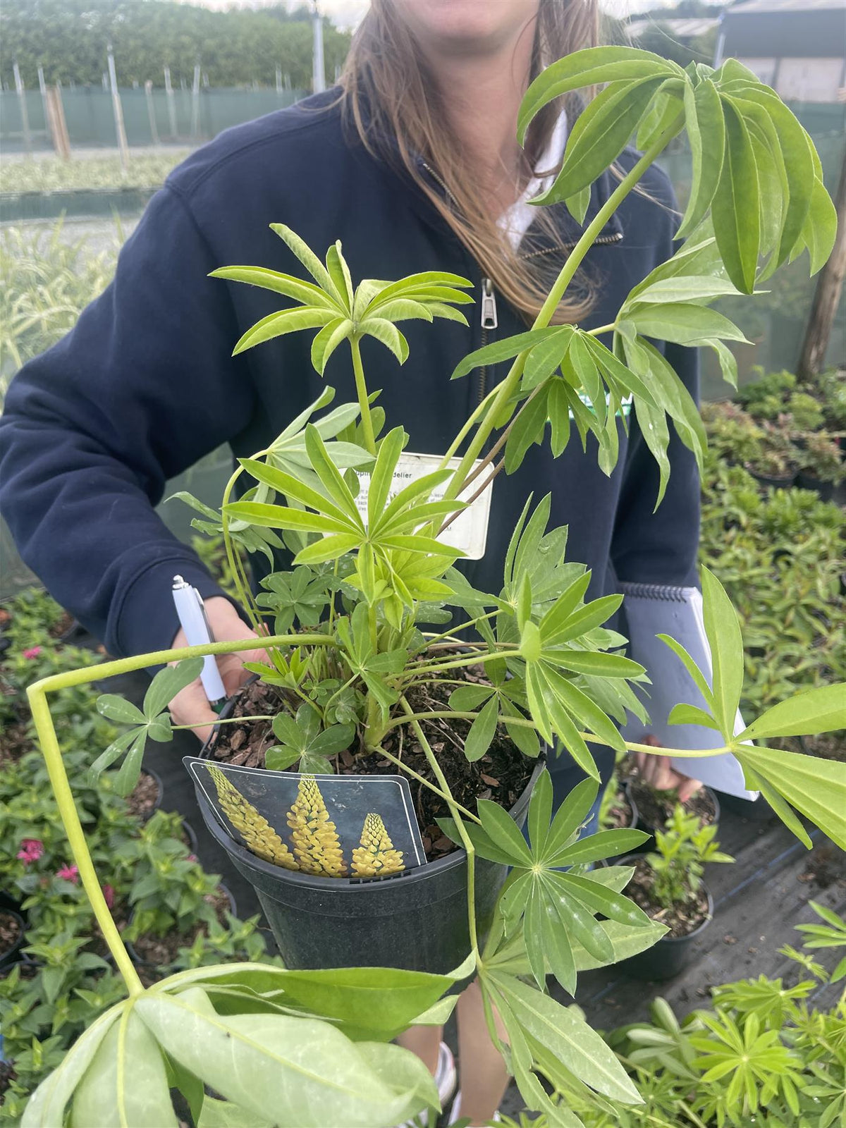 Lupin The Chandelier 3 Litre Pot