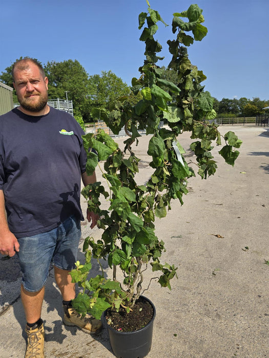 Corylus Contorta 20 Litre Pot 125/150cm Tall