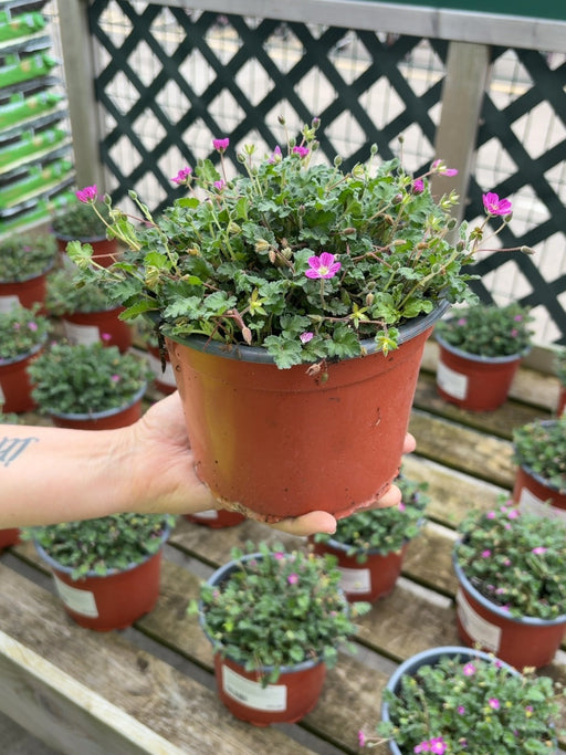 Erodium Bishop's Form 2 Litre Pot