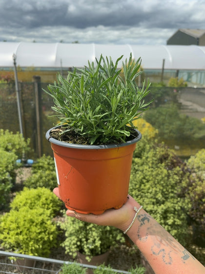 Lavender Stoechas 2 Litre Pot