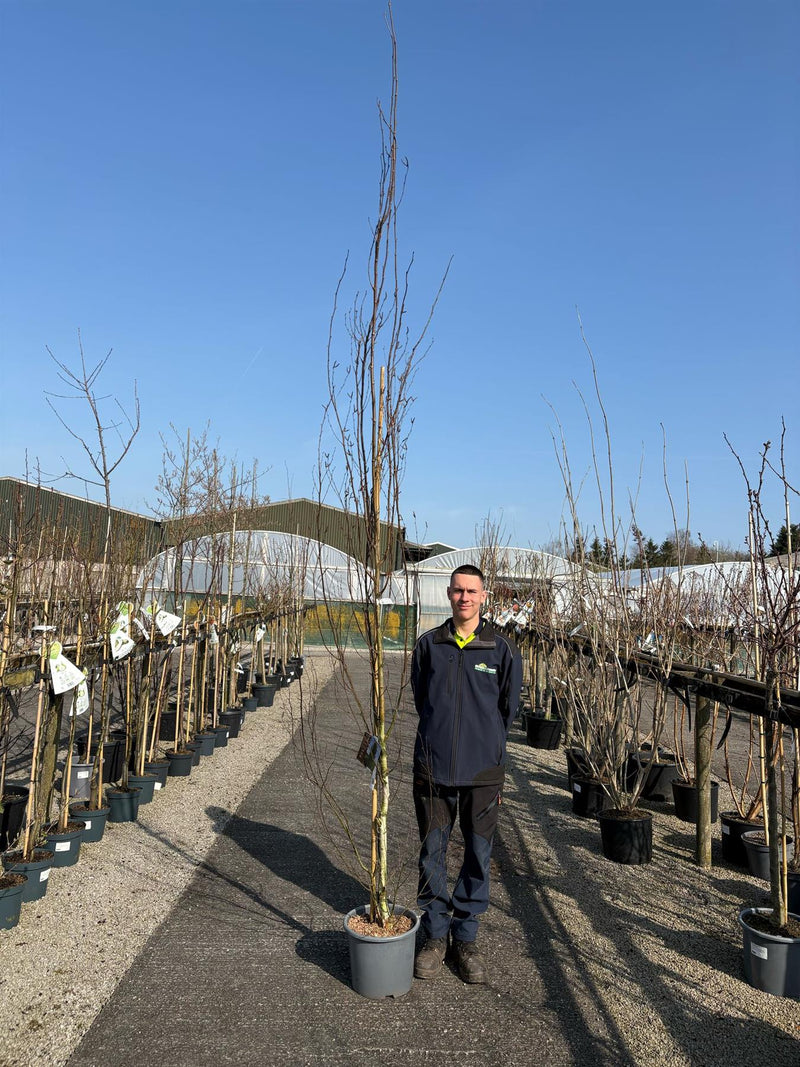 Betula Pendula Fastigiata Joes 30 Litre Pot