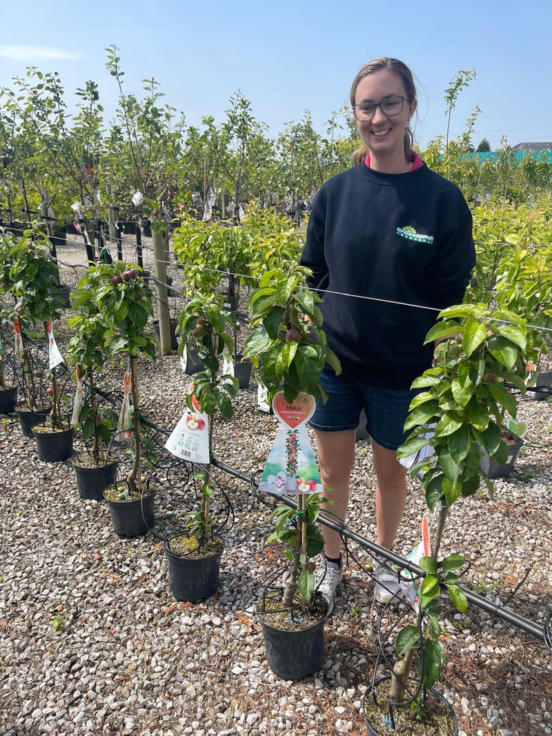 Apple Red Sensation 5 Litre Pot Ballerina/Column