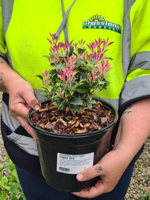 Osmanthus fairy Lights 3 Litre Pot
